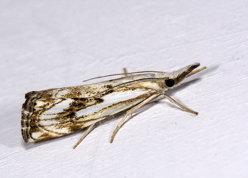 Catoptria falsella - Crambidae